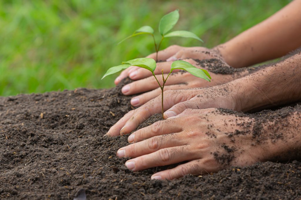 close up picture of hand holding planting the sapling of the pla